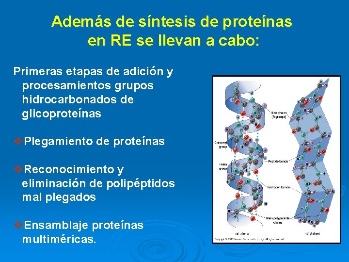 Además de síntesis de proteínas en RE se llevan a cabo: Primeras etapas de Además de síntesis de proteínas en RE se llevan a cabo: Primeras etapas de