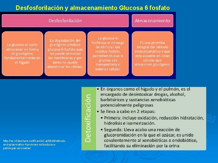 Desfosforilación y almacenamiento Glucosa 6 fosfato http: //es. slideshare. net/Danilo. Castillo 4/reticuloendoplasmatico-funciones-estructura-ypatologas-asociadas Desfosforilación y almacenamiento Glucosa 6 fosfato http: //es. slideshare. net/Danilo. Castillo 4/reticuloendoplasmatico-funciones-estructura-ypatologas-asociadas
