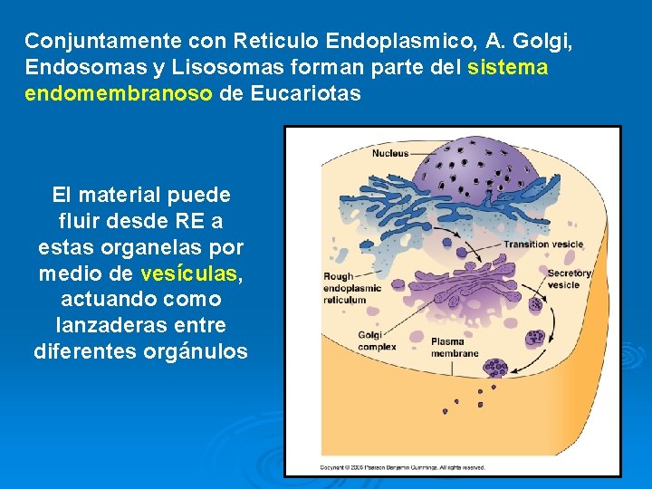 Conjuntamente con Reticulo Endoplasmico, A. Golgi, Endosomas y Lisosomas forman parte del sistema endomembranoso Conjuntamente con Reticulo Endoplasmico, A. Golgi, Endosomas y Lisosomas forman parte del sistema endomembranoso