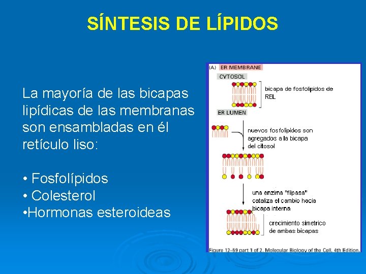 SÍNTESIS DE LÍPIDOS La mayoría de las bicapas lipídicas de las membranas son ensambladas SÍNTESIS DE LÍPIDOS La mayoría de las bicapas lipídicas de las membranas son ensambladas