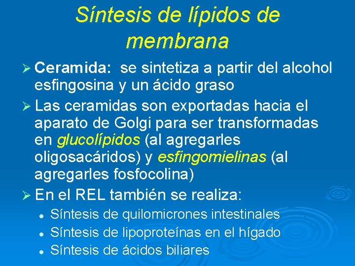 Síntesis de lípidos de membrana Ø Ceramida: se sintetiza a partir del alcohol esfingosina Síntesis de lípidos de membrana Ø Ceramida: se sintetiza a partir del alcohol esfingosina