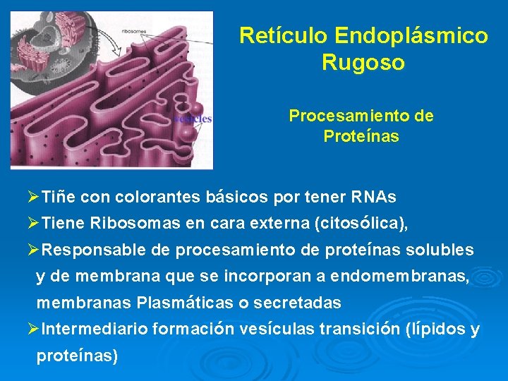 Retículo Endoplásmico Rugoso Procesamiento de Proteínas ØTiñe con colorantes básicos por tener RNAs ØTiene Retículo Endoplásmico Rugoso Procesamiento de Proteínas ØTiñe con colorantes básicos por tener RNAs ØTiene