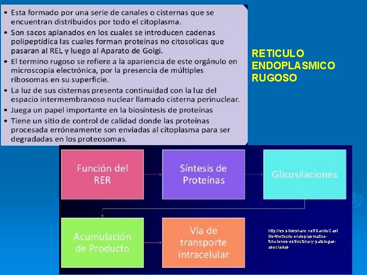 RETICULO ENDOPLASMICO RUGOSO http: //es. slideshare. net/Danilo. Cast illo 4/reticulo-endoplasmaticofunciones-estructura-y-patologasasociadas RETICULO ENDOPLASMICO RUGOSO http: //es. slideshare. net/Danilo. Cast illo 4/reticulo-endoplasmaticofunciones-estructura-y-patologasasociadas