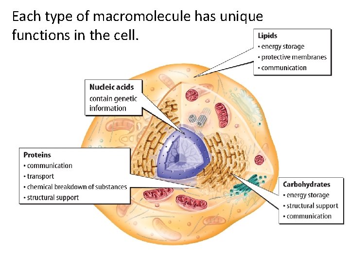 Each type of macromolecule has unique functions in the cell. Each type of macromolecule has unique functions in the cell.