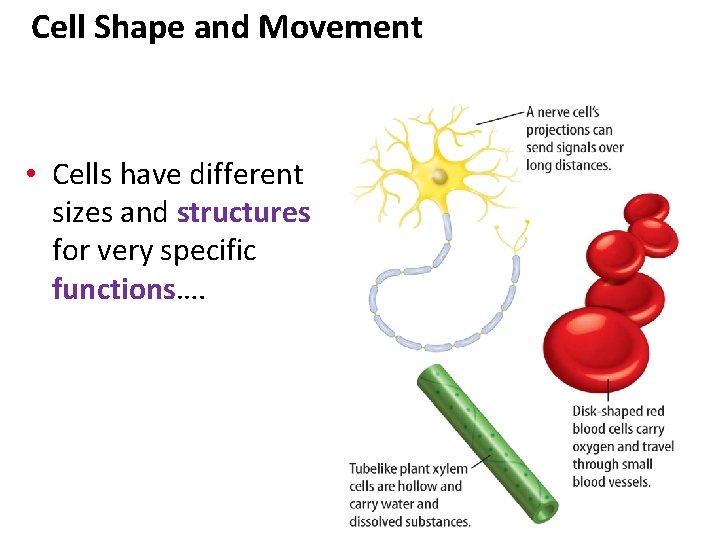 Cell Shape and Movement • Cells have different sizes and structures for very specific Cell Shape and Movement • Cells have different sizes and structures for very specific