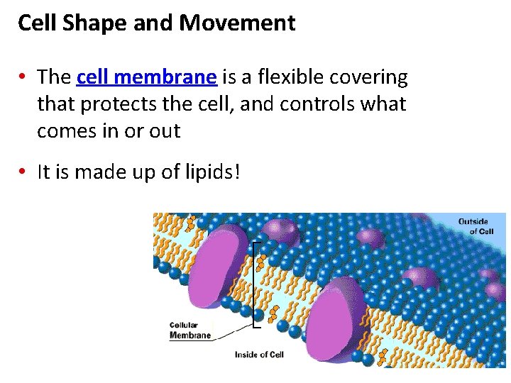 Cell Shape and Movement • The cell membrane is a flexible covering that protects Cell Shape and Movement • The cell membrane is a flexible covering that protects