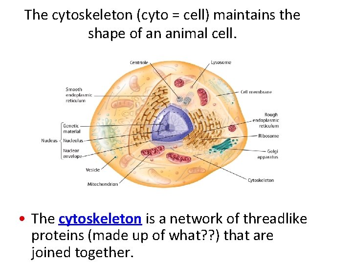 The cytoskeleton (cyto = cell) maintains the shape of an animal cell. • The The cytoskeleton (cyto = cell) maintains the shape of an animal cell. • The