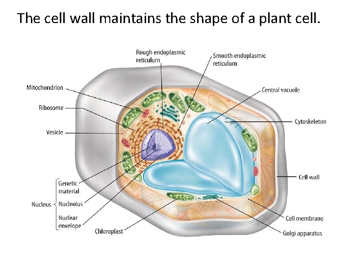 The cell wall maintains the shape of a plant cell. The cell wall maintains the shape of a plant cell.