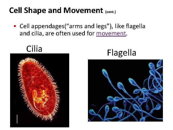 Cell Shape and Movement (cont. ) • Cell appendages(“arms and legs”), like flagella and Cell Shape and Movement (cont. ) • Cell appendages(“arms and legs”), like flagella and