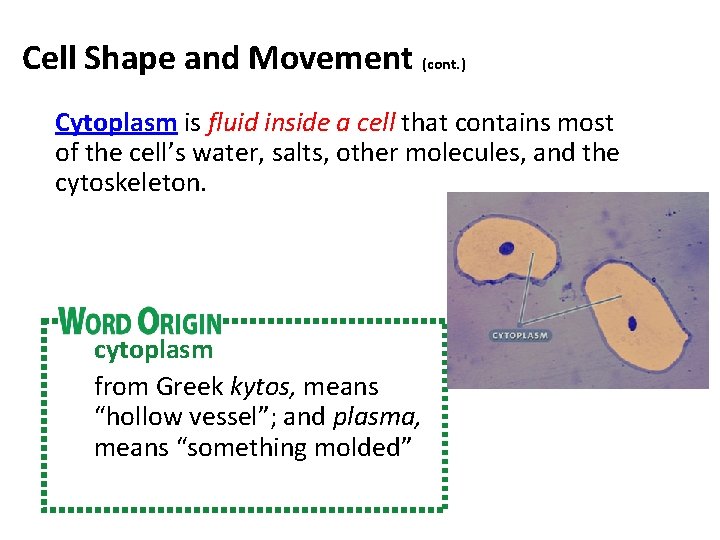 Cell Shape and Movement (cont. ) Cytoplasm is fluid inside a cell that contains Cell Shape and Movement (cont. ) Cytoplasm is fluid inside a cell that contains