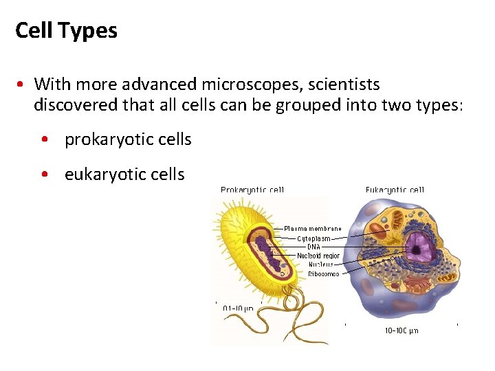 Cell Types • With more advanced microscopes, scientists discovered that all cells can be Cell Types • With more advanced microscopes, scientists discovered that all cells can be