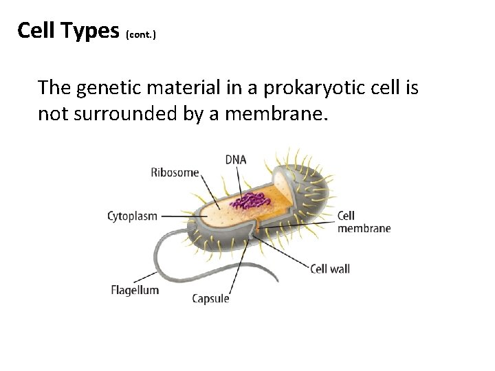 Cell Types (cont. ) The genetic material in a prokaryotic cell is not surrounded Cell Types (cont. ) The genetic material in a prokaryotic cell is not surrounded