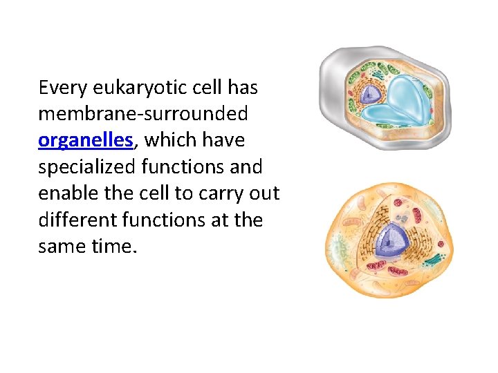 Every eukaryotic cell has membrane-surrounded organelles, which have specialized functions and enable the cell Every eukaryotic cell has membrane-surrounded organelles, which have specialized functions and enable the cell