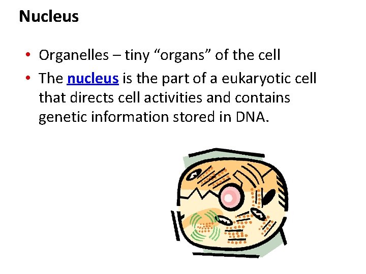 Nucleus • Organelles – tiny “organs” of the cell • The nucleus is the Nucleus • Organelles – tiny “organs” of the cell • The nucleus is the