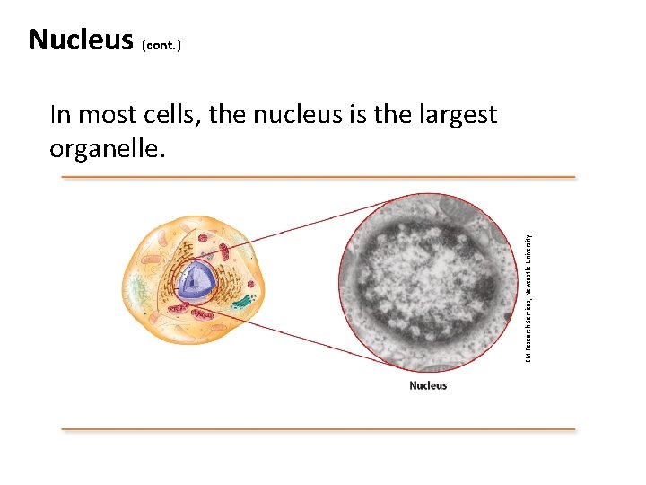 Nucleus (cont. ) EM Research Services, Newcastle University In most cells, the nucleus is Nucleus (cont. ) EM Research Services, Newcastle University In most cells, the nucleus is