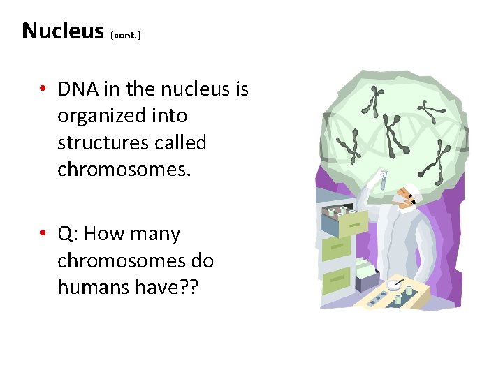 Nucleus (cont. ) • DNA in the nucleus is organized into structures called chromosomes. Nucleus (cont. ) • DNA in the nucleus is organized into structures called chromosomes.