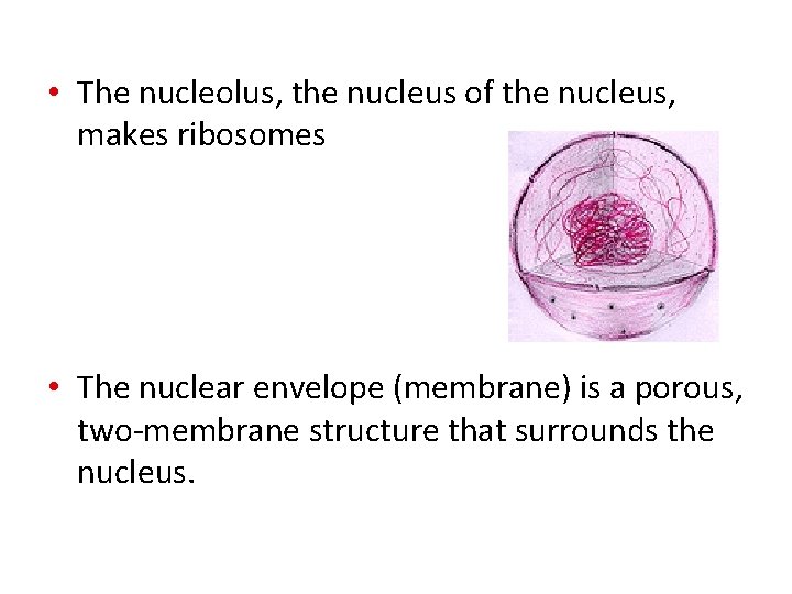 • The nucleolus, the nucleus of the nucleus, makes ribosomes • The nuclear • The nucleolus, the nucleus of the nucleus, makes ribosomes • The nuclear