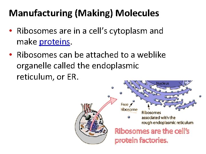 Manufacturing (Making) Molecules • Ribosomes are in a cell’s cytoplasm and make proteins. • Manufacturing (Making) Molecules • Ribosomes are in a cell’s cytoplasm and make proteins. •