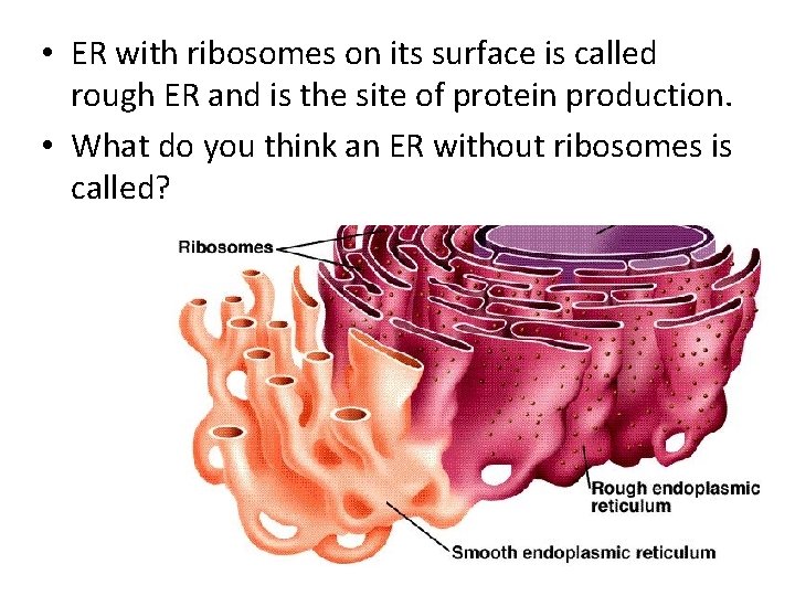 • ER with ribosomes on its surface is called rough ER and is • ER with ribosomes on its surface is called rough ER and is