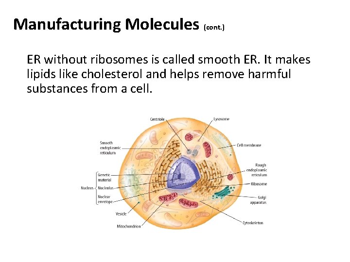 Manufacturing Molecules (cont. ) ER without ribosomes is called smooth ER. It makes lipids Manufacturing Molecules (cont. ) ER without ribosomes is called smooth ER. It makes lipids