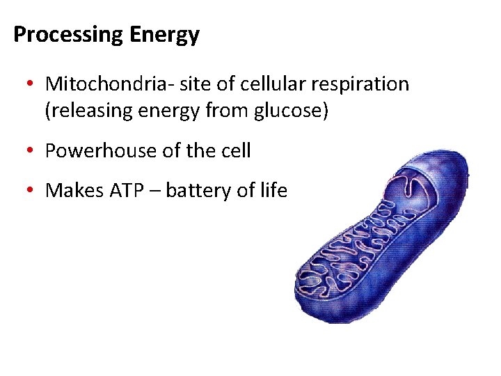 Processing Energy • Mitochondria- site of cellular respiration (releasing energy from glucose) • Powerhouse Processing Energy • Mitochondria- site of cellular respiration (releasing energy from glucose) • Powerhouse