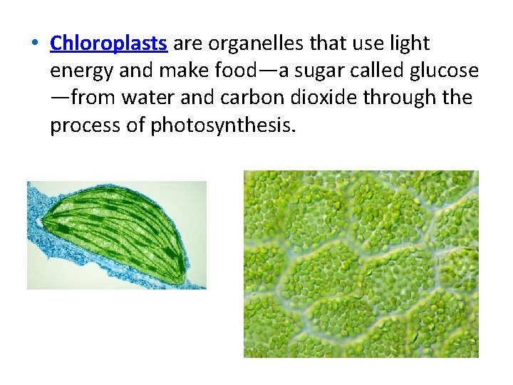 • Chloroplasts are organelles that use light energy and make food—a sugar called • Chloroplasts are organelles that use light energy and make food—a sugar called