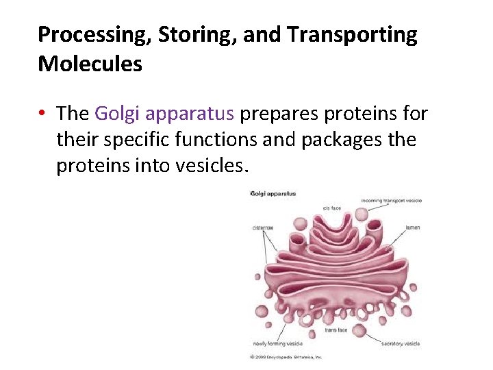 Processing, Storing, and Transporting Molecules • The Golgi apparatus prepares proteins for their specific Processing, Storing, and Transporting Molecules • The Golgi apparatus prepares proteins for their specific