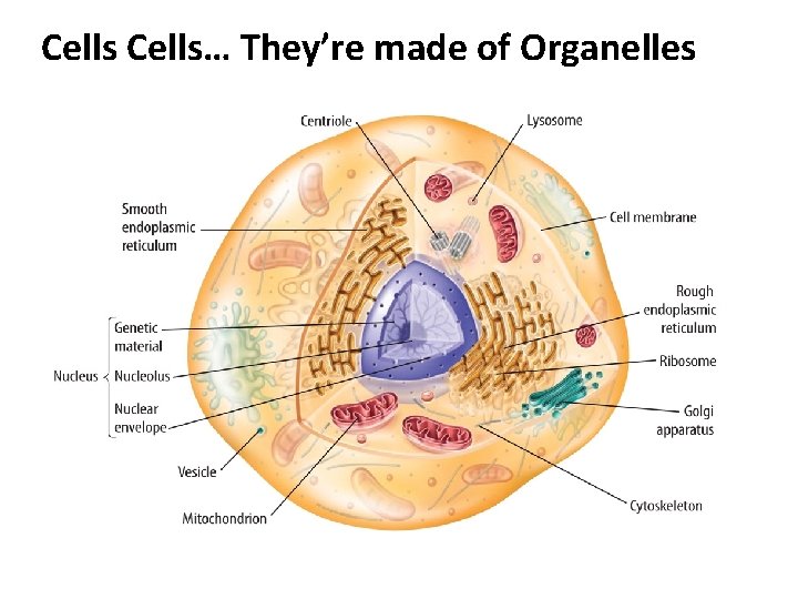 Cells… They’re made of Organelles Cells… They’re made of Organelles