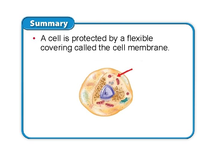 • A cell is protected by a flexible covering called the cell membrane. • A cell is protected by a flexible covering called the cell membrane.