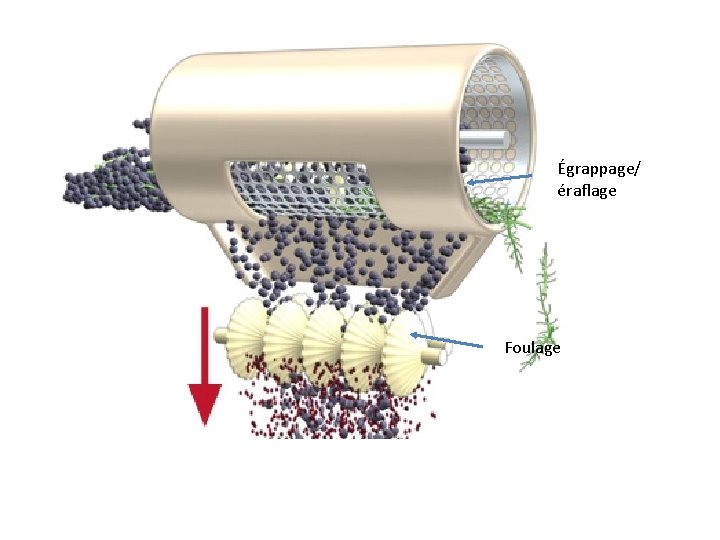 Égrappage/ éraflage Foulage 