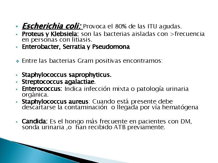Escherichia coli: § Provoca el 80% de las ITU agudas. Proteus y Klebsiela: son