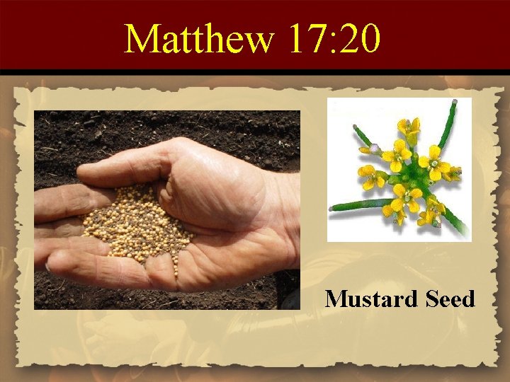 Matthew 17: 20 Mustard Seed 