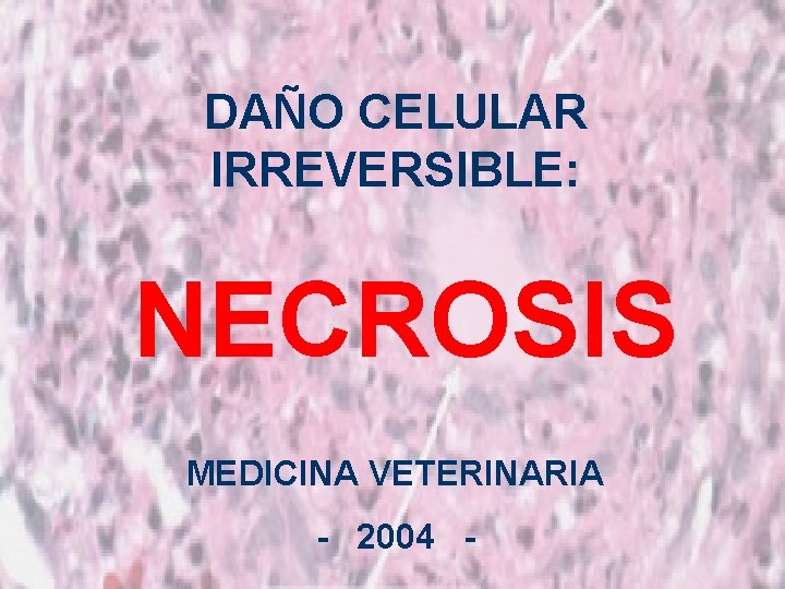 DAÑO CELULAR IRREVERSIBLE: NECROSIS MEDICINA VETERINARIA - 2004 - 