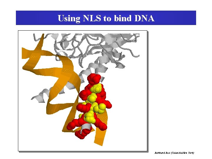 Using NLS to bind DNA Burkhard Rost (Columbia New York) 