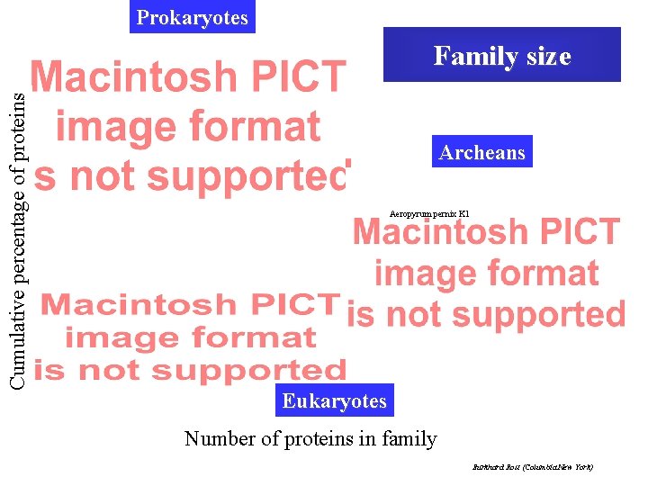 Prokaryotes Cumulative percentage of proteins Family size Archeans Aeropyrum pernix K 1 Eukaryotes Number