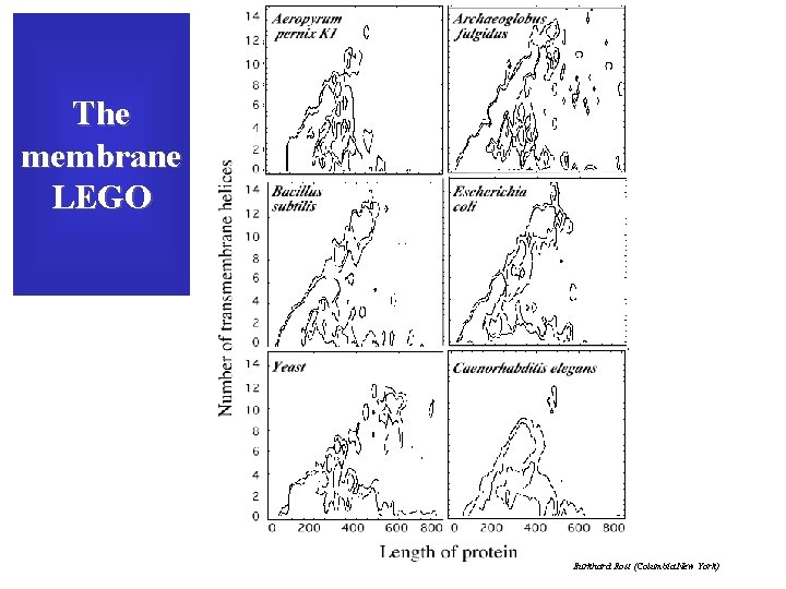 The membrane LEGO Burkhard Rost (Columbia New York) 