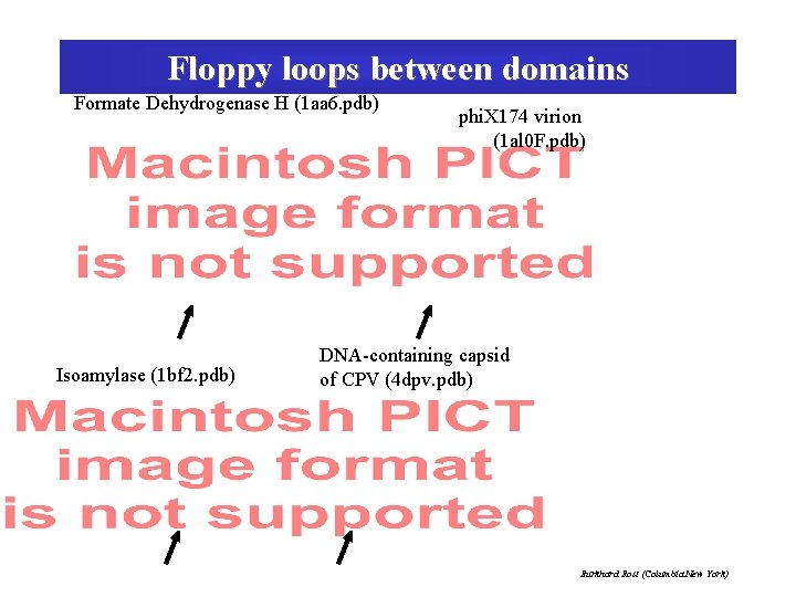 Floppy loops between domains Formate Dehydrogenase H (1 aa 6. pdb) Isoamylase (1 bf