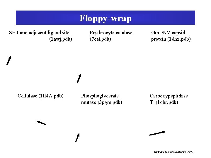 Floppy-wrap SH 3 and adjacent ligand site (1 awj. pdb) Cellulase (1 tf 4