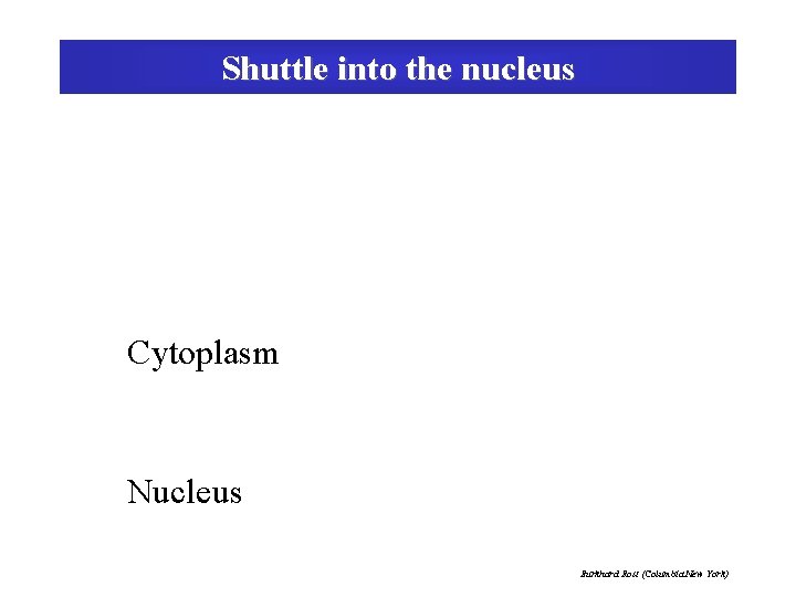 Shuttle into the nucleus Cytoplasm Nucleus Burkhard Rost (Columbia New York) 