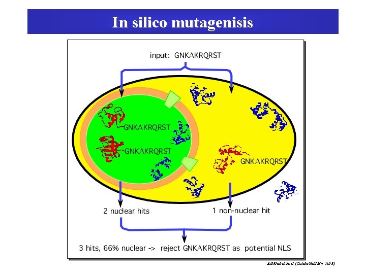 In silico mutagenisis Burkhard Rost (Columbia New York) 