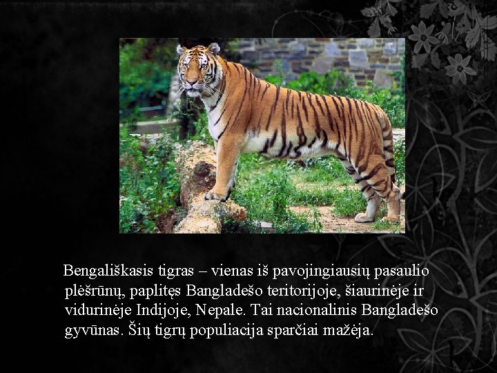 Bengališkasis tigras – vienas iš pavojingiausių pasaulio plėšrūnų, paplitęs Bangladešo teritorijoje, šiaurinėje ir vidurinėje