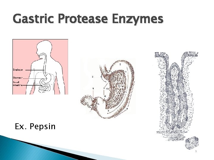 Gastric Protease Enzymes Ex. Pepsin Gastric Protease Enzymes Ex. Pepsin