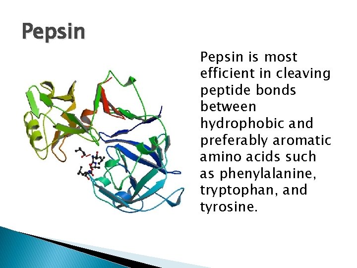 Pepsin is most efficient in cleaving peptide bonds between hydrophobic and preferably aromatic amino Pepsin is most efficient in cleaving peptide bonds between hydrophobic and preferably aromatic amino
