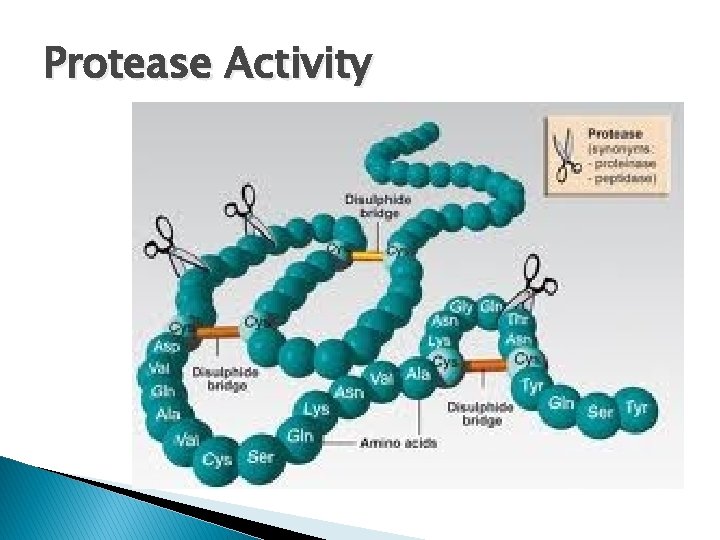 Protease Activity Protease Activity