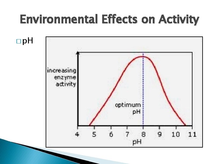 Environmental Effects on Activity � p. H Environmental Effects on Activity � p. H