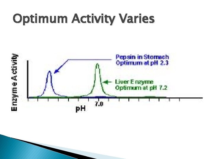 Optimum Activity Varies Optimum Activity Varies