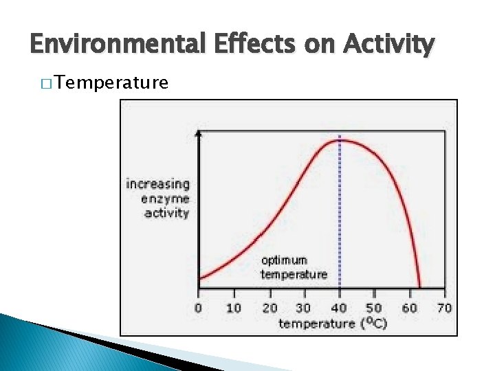 Environmental Effects on Activity � Temperature Environmental Effects on Activity � Temperature