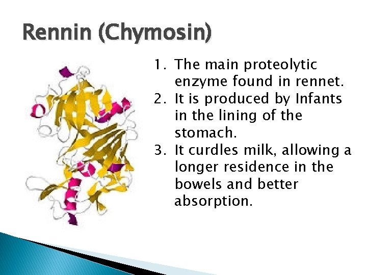 Rennin (Chymosin) 1. The main proteolytic enzyme found in rennet. 2. It is produced Rennin (Chymosin) 1. The main proteolytic enzyme found in rennet. 2. It is produced