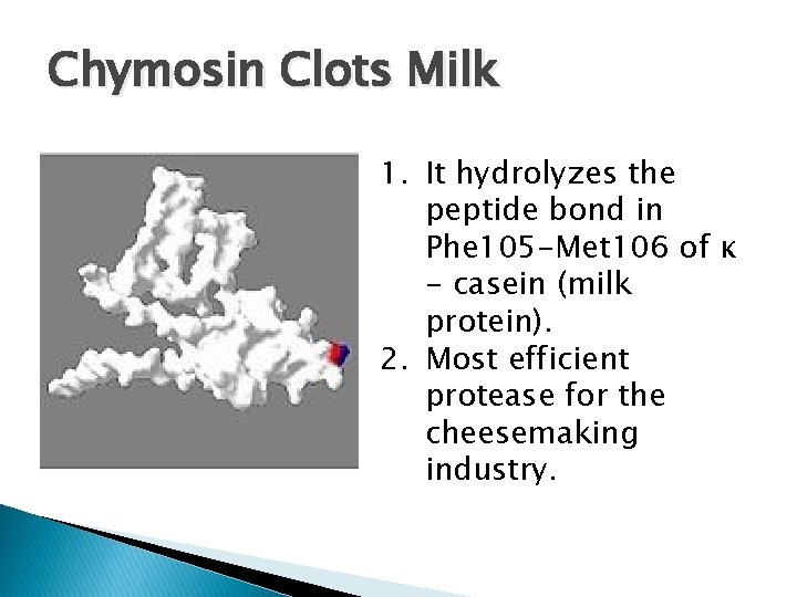 Chymosin Clots Milk 1. It hydrolyzes the peptide bond in Phe 105 -Met 106 Chymosin Clots Milk 1. It hydrolyzes the peptide bond in Phe 105 -Met 106