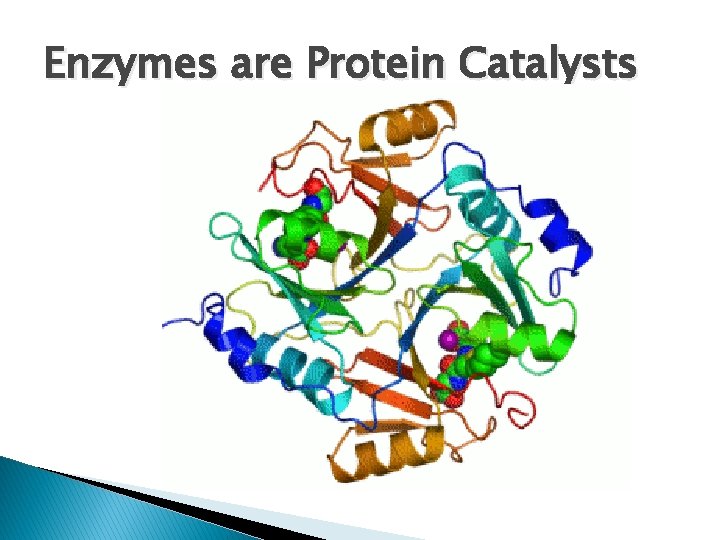 Enzymes are Protein Catalysts Enzymes are Protein Catalysts